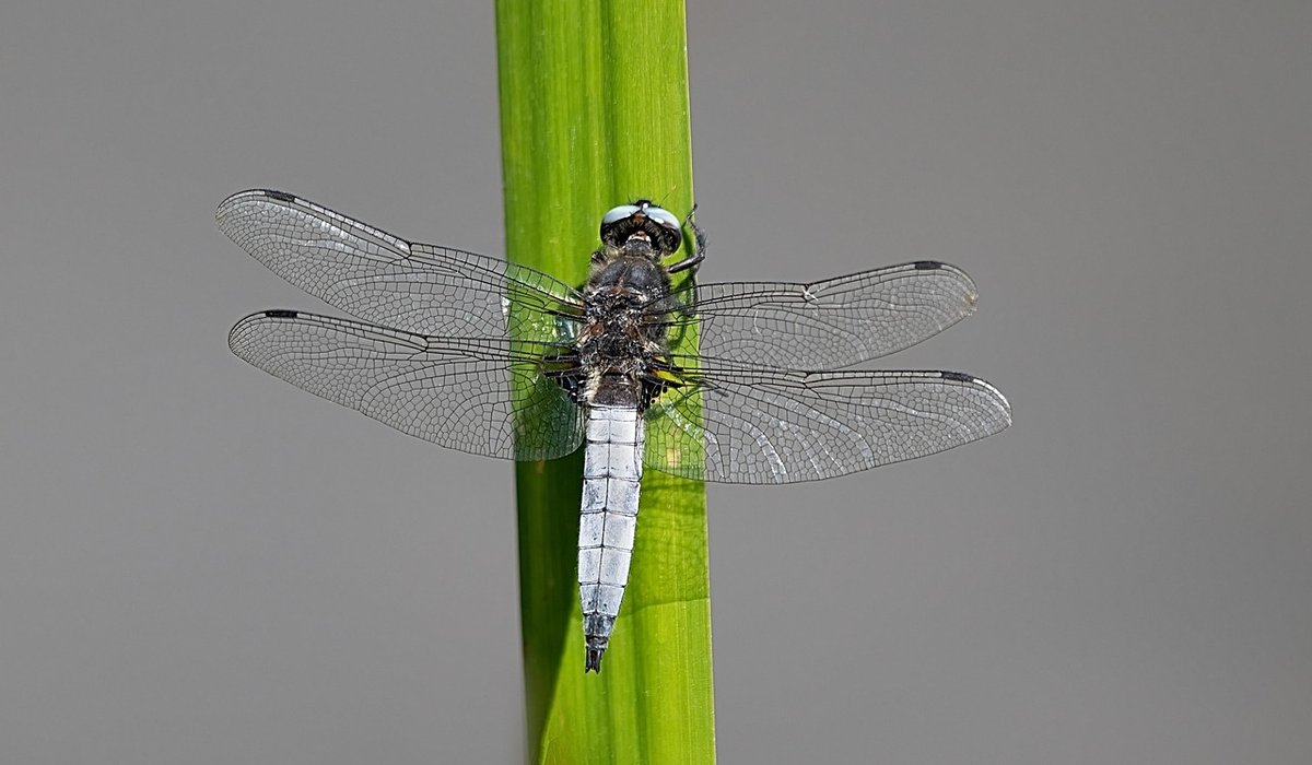 Wildlife Photography Workshops Across the Broads